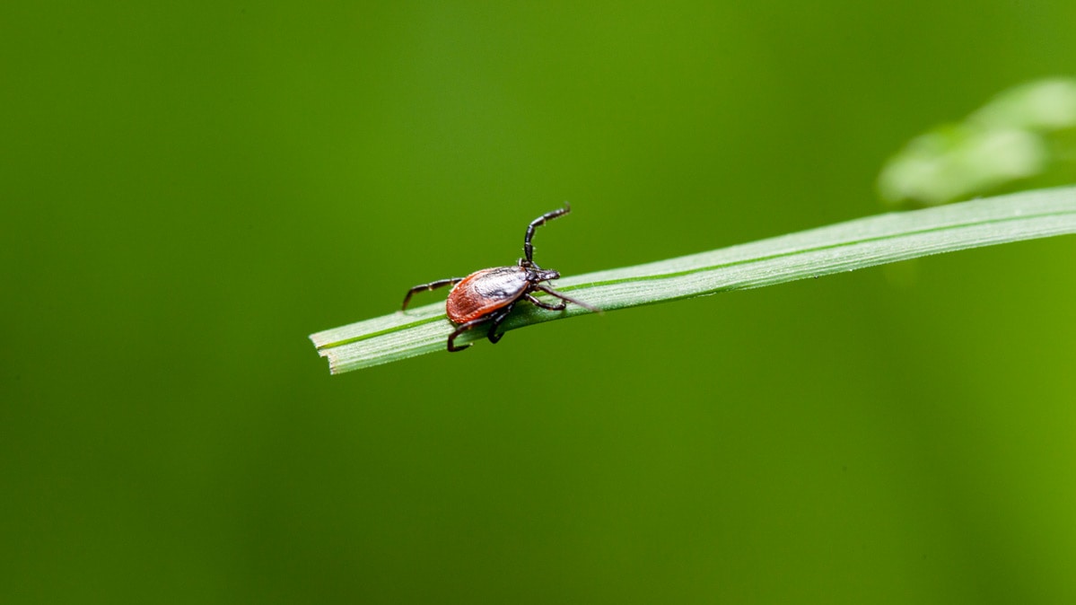 CR-Health-InlineHero-Mosquito-and-Ticks-Update-04-18-v2