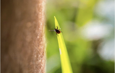 The Tall Tick Tales