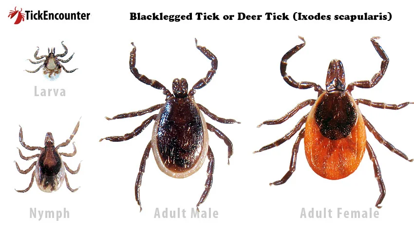 A photo of the different life stages of a blacklegged (deer) tick. The larva is tiny, light brown. The nymph is still very small but darker brown and oval shaped. The adult deer ticks you can tell the males and females apart because they look different. The adult male is a dark brown with a light brown edging around the outside of its body. The adult female is the most recognizable with its orange body.