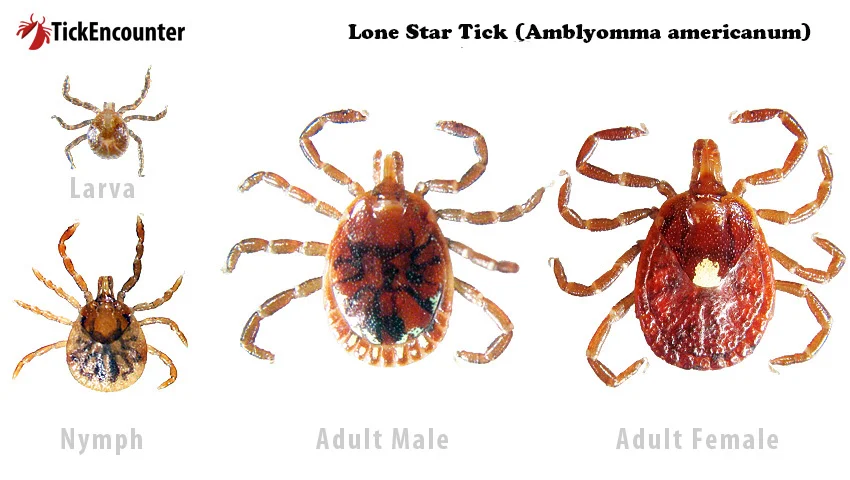 This is a detailed photo under a microscope of the different life stages of lone star ticks. There is the larva, the nymph, and the adult males versus females. The larvae are a very light brown and extremely tiny making them hard to spot. The nymphs are still quite small but bigger than larvae and a light brown color. The adults are larger, the size of a pencil eraser, and easier to tell apart. The male adult is brown with some black streaks along the back. The female adult is easy to spot by her prominent single white dot in the center of her back.
